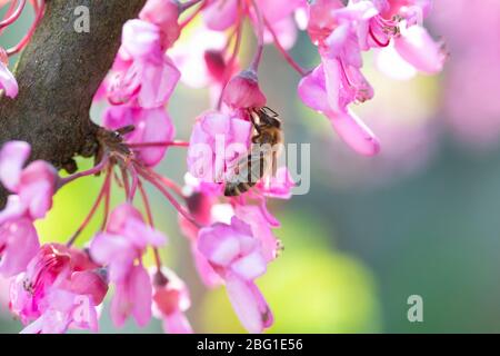 Italia, Lombardia, Crema, ape su rami di Giuda in fiore Foto Stock