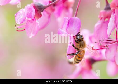 Italia, Lombardia, Crema, ape su rami di Giuda in fiore Foto Stock