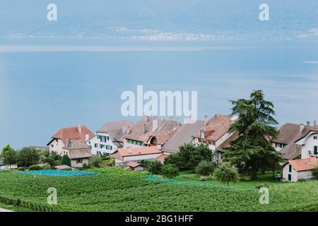 vigneti con vista sulle montagne e sul lago. Vigneti terrazzi con vista sulle montagne a Vevey, Svizzera. Foto Stock