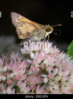 Primo piano di un ardente skipper farfalla nutrirsi di fiori nella contea di Berks, Pennsylvania Foto Stock