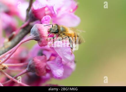 Italia, Lombardia, Crema, ape su rami di Giuda in fiore Foto Stock