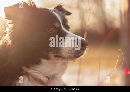 Black and White Border Collie si pone per Ritratto all'aperto in campagna con Sunset dietro Foto Stock