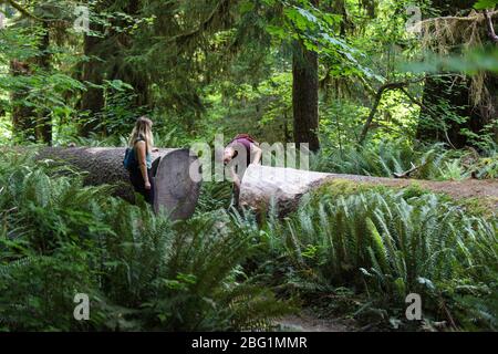 Il sentiero della Hall of Mosses nella foresta pluviale di Hoh del Parco Nazionale Olimpico è fiancheggiato da alberi antichi, soprattutto aceri bigleaf e sfuchi Sitka drappeggiati in mo Foto Stock