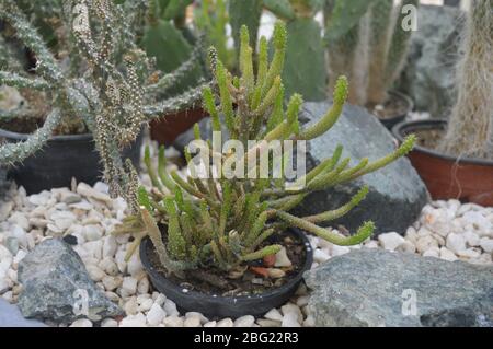 Un cactus unico per le dita prospera in una pentola circondata da pietre bianche lisce e rocce decorative. Foto Stock