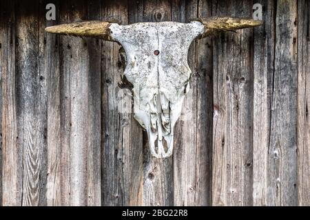 Cranio animale con corna su muro di legno Foto Stock