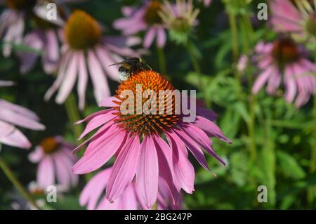 Primo piano di un bumblebee che raccoglie polline su un vibrante coneflower rosa in un giardino estivo illuminato dal sole. Foto Stock