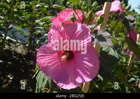 Fiori di ibisco rosa vibranti e resistenti che fioriscono magnificamente con grandi petali e fogliame verde in un giardino soleggiato. Foto Stock