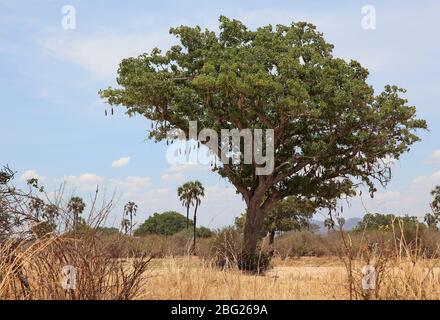 Albero di salsiccia (Kigelia) con baccelli Foto Stock