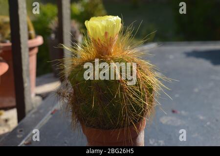 Un vivace fiore giallo che fiorisce sulla cima di un piccolo cactus peloso e dorato piantato in una pentola di terracotta all'aperto. Foto Stock