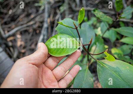 Foglie di mangrovie con sfondo di radice intrecciato Foto Stock