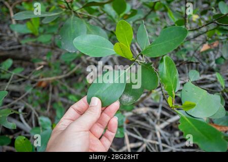 Foglie di mangrovie con sfondo di radice intrecciato Foto Stock