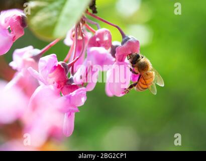 Italia, Lombardia, Crema, ape su rami di Giuda in fiore Foto Stock