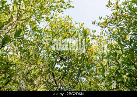 Foglie di mangrovie con sfondo di radice intrecciato Foto Stock