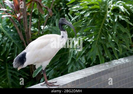 Foto di un ibis bianco australiano (Threskiornis molucca) catturato nei parchi di South Bank a Brisbane, Australia Foto Stock