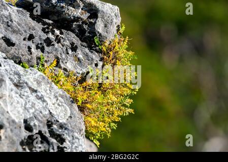 Erba verde sulla pietra selvaggia di montagne. Foto Stock