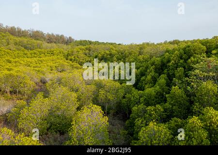 Foglie di mangrovie con sfondo di radice intrecciato Foto Stock
