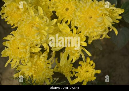 Primo piano di belle candramallika gialle, crisantemi nome scientifico, crisanths, asteraceae crescere in un giardino aperto, messa a fuoco selettiva Foto Stock