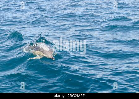 Single Delphinus delphis (Delphinus delphis) che si affaccia nella Baia delle Isole, Nuova Zelanda Foto Stock