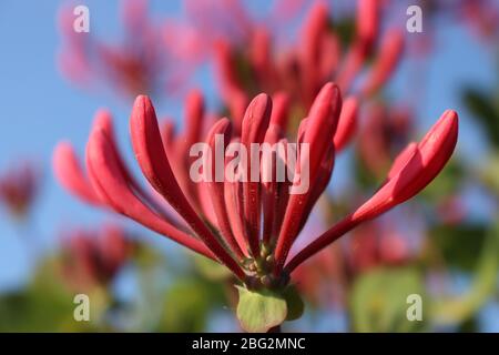 Rosa fioritura Honeysuckle Lonicera periclymenum Belgica - primo piano Foto Stock