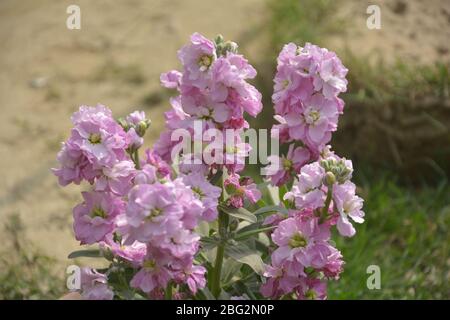 Primo piano di fiori di colore viola, scientificamente conosciuti come matthiola incana, nome comune "brodo profumato di notte" o "brodo profumato di sera" Foto Stock