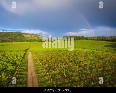 Denbies Wine Estate, un grande vigneto inglese nel Surrey, Regno Unito Foto Stock