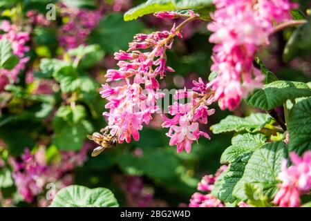 Un miele API mellifera alimentazione su fiori rosa Ribes sanguineum con macchia di ribes sfocata sullo sfondo Foto Stock