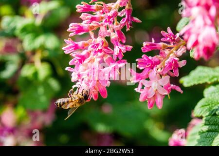 Un primo piano di un fiore ribes sanguineum con un ape miele api mellifera alimentazione e raccolta di nettare e polline Foto Stock
