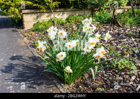 Un grumo di narcisi di narcisi con petali bianchi e trombe arancioni brillanti che crescono in un letto coperto di chippings di corteccia Foto Stock