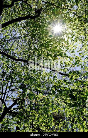 sunburst sole attraverso foglie primavera su albero, norfolk, inghilterra Foto Stock
