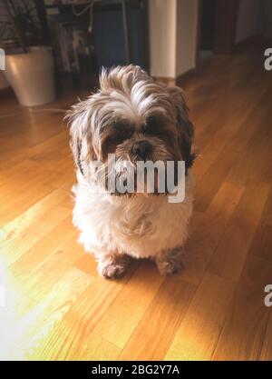 Il cane da compagnia Shih Tzu seduto sul pavimento nel soggiorno dopo appena svegliarsi Foto Stock