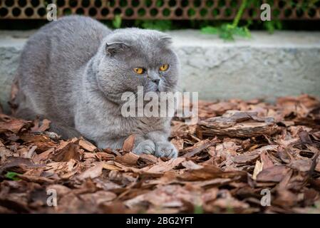 Lop-eared Scottish inv, grigio con grandi occhi gialli. Foto Stock