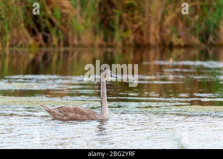 Grigio giovane cigno o Cygnus olor nuoto sull'acqua. Foto Stock