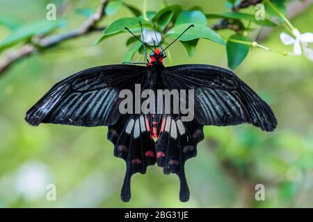 Rosa comune - Atrophaneura aristolochiae, bella grande farfalla nera da prati e boschi del Sud-est asiatico, Malesia. Foto Stock