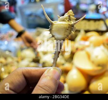 Persona che tiene un piccolo guscio di mare davanti ad un mercato molto delicato del guscio di mare Foto Stock