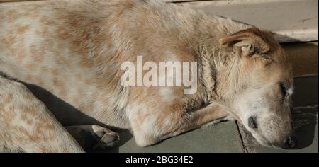 Il cane senzatetto bianco e marrone dorme in caldo sole sul pavimento di cemento caldo fuori di un negozio chiuso. Un cane da strada abbandonato che snooozing. Foto Stock