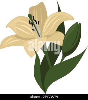 Fiore di Lilium, illustrazione, vettore su sfondo bianco Illustrazione Vettoriale