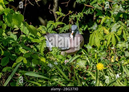 Piccione di legno. Foto Stock