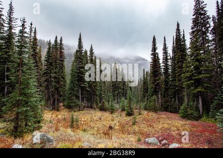 Un'area di abeti di Subalpine (Abies lasiocarpa) circonda un piccolo prato in una giornata di nebbia nel Parco Nazionale delle Cascate del Nord Foto Stock