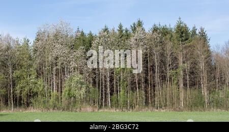 Panorama di foresta mista con alberi decidui e conifere durante la primavera. Al bordo della foresta. Alcuni alberi hanno fiori bianchi. Foto Stock