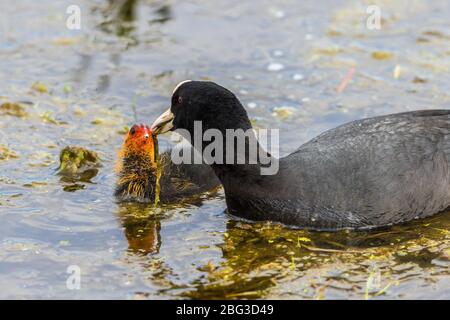 Coot nutrendo il suo pollo in acqua con una pianta Foto Stock
