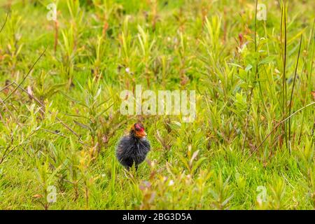 Carino pollo a piedi sul prato Foto Stock