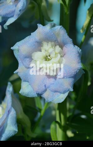 Blu Delphinium nel giardino Foto Stock