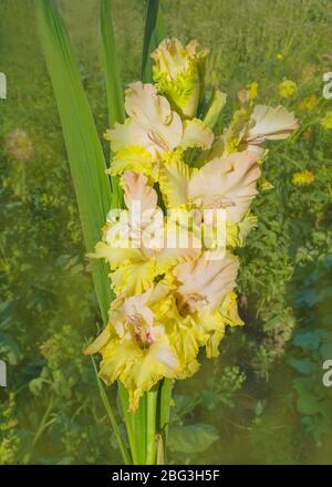 Infiorescenza gladiolus gialla. Gladiolus fiorente in primavera in tonalità chiare di giallo limone Foto Stock