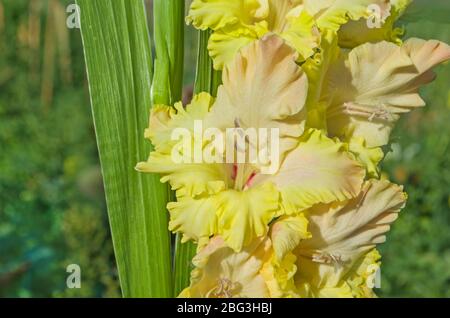 Infiorescenza gladiolus gialla. Gladiolus fiorente in primavera in tonalità chiare di giallo limone Foto Stock
