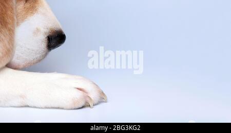 Cane cucciolo animale domestico beagle primo piano di zampa e naso su sfondo grigio con spazio copia Foto Stock