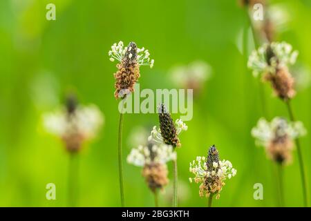 Plantago lanceolata ribwort plantain, pianta a foglia stretta, plantano inglese, ribleaf o agnello lingua fiore closeup. Questa pianta è considerata come un Foto Stock