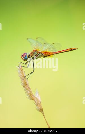 Close-up di un Sympetrum fonscolombii, rosso-venato darter o nomad poggiante sulla vegetazione Foto Stock