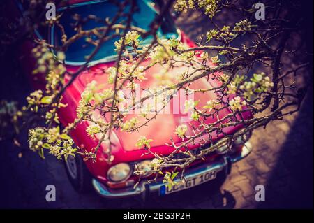 Auto classica Alfa Romeo Springtime con Pear Blossoms Foto Stock