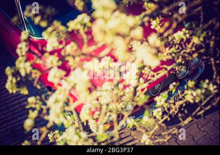 Auto classica Alfa Romeo Springtime con Pear Blossoms Foto Stock