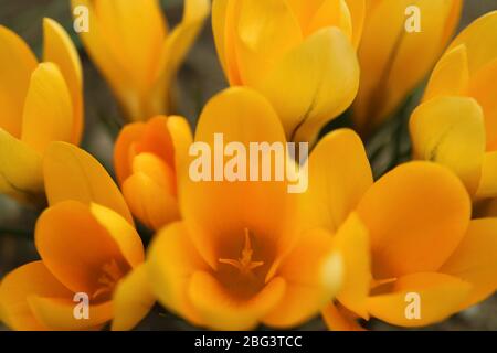 Croci gialli con petali morbidi e stampini nel giardino, fiori gialli macro, fiori gialli primavera, croci fioriti, macro fotografia, foto di scorta Foto Stock